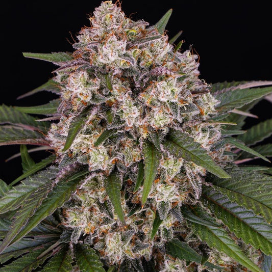 Barney's Farm OG Kush Auto