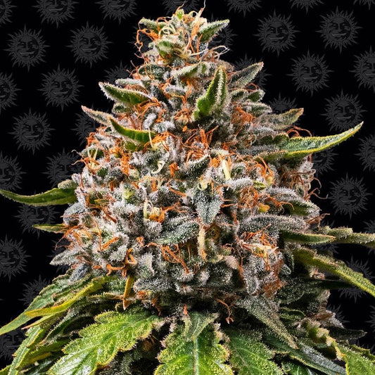 Barney's Farm White Widow XXL