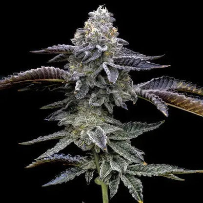 Blue Dream Barney's Farm