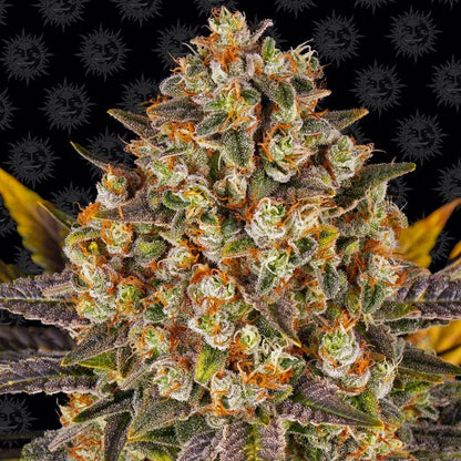 Barney's Farm Banana Punch