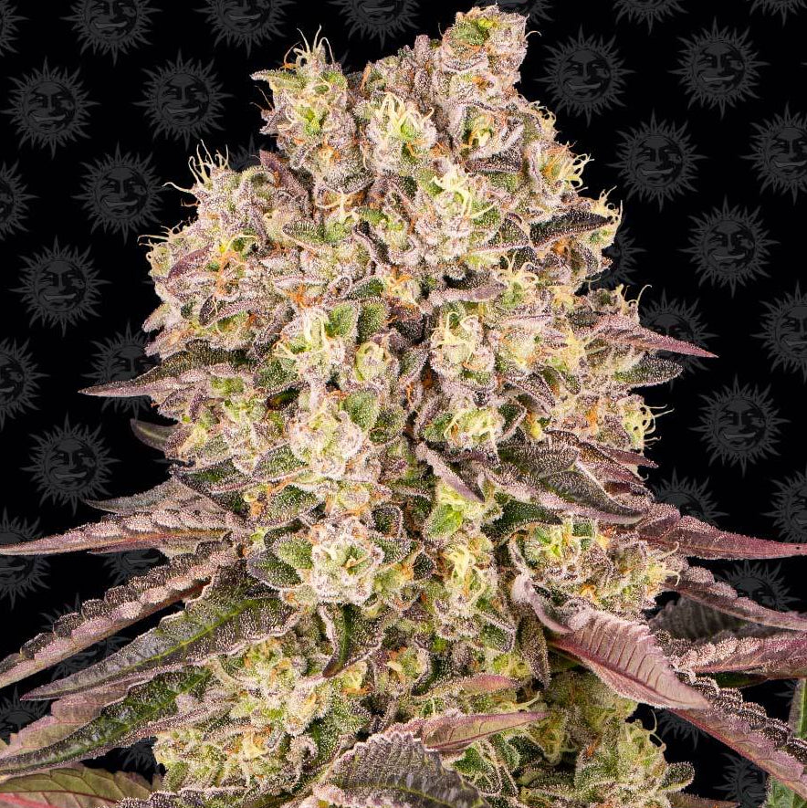 Barney's Farm Runtz Muffin