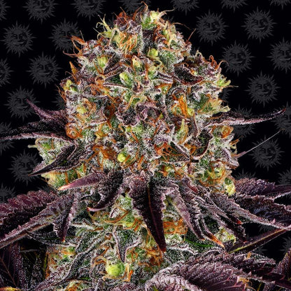 Barney's Farm Runtz x Layer Cake