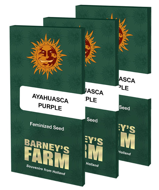 Barney's Farm Ayahuasca Purple