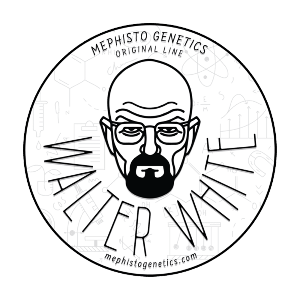 Walter White